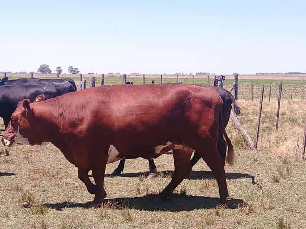 Lote 38 Vacas en Olavarría, Buenos Aires