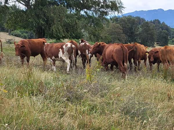 Lote 60 Novillo Engorda en Futrono, XIV Región Los Ríos