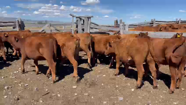 Lote 26 Ternera en Coyhaique, XI Región Aysén
