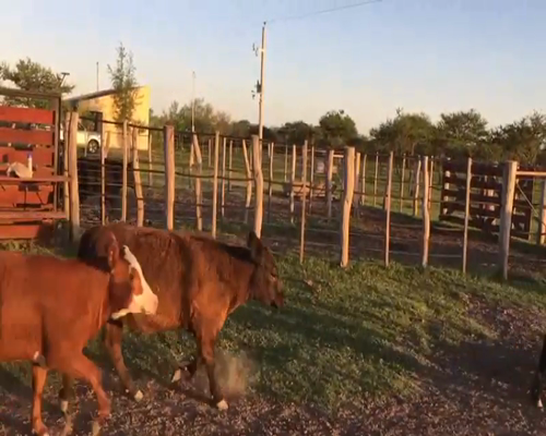 Lote 20 Terneros/as en Federal, Entre Ríos