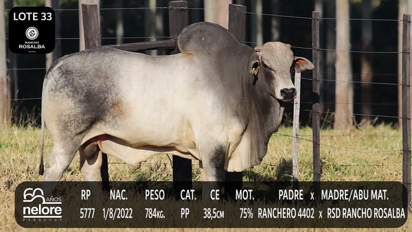 Lote LOTE 33