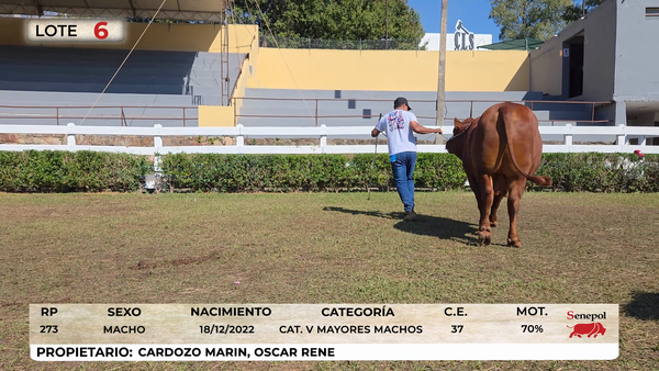 Lote LOTE 6