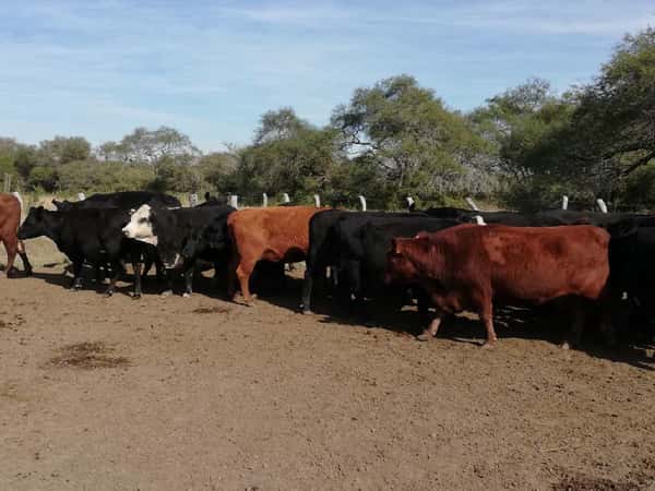 Lote 27 Vacas de invernar en Federal, Entre Ríos