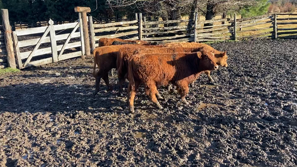 Lote 38 Ternero en Cochrane, XI Región Aysén