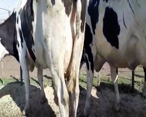 Lote Vacas en produccion Hornero Chico 15