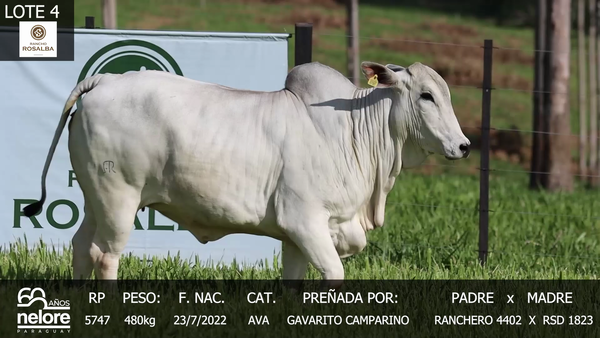 Lote LOTE 4