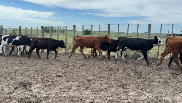 Lote TERNERAS