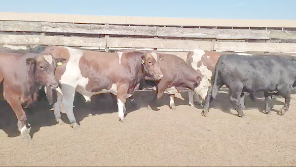 Lote 23 Novillo Gordo en Los Ángeles, VIII Región Biobío