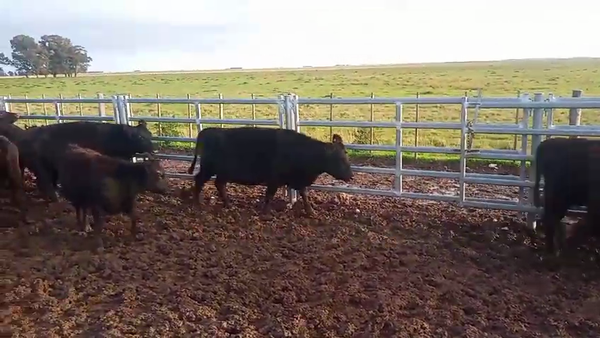 Lote 96 Vacas Vacias por tacto