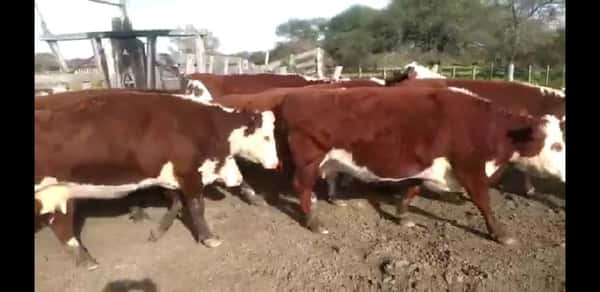 Lote 50 Vacas CUT preñadas en Maciá, Entre Ríos