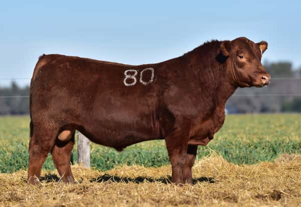 ClicRural - TORO ANGUS PC