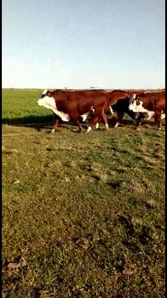Lote 5 Toros reproductor en San Justo, Santa Fe