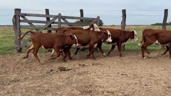 Lote 135 Terneras