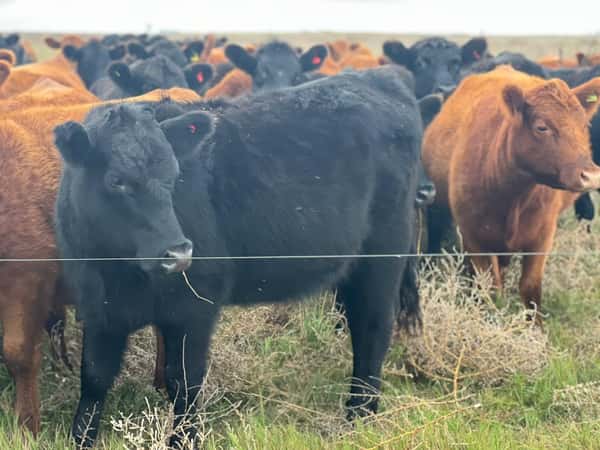 Lote 59 Vaquillonas C/ gtia de preñez en Buenos Aires, 30 de Agosto