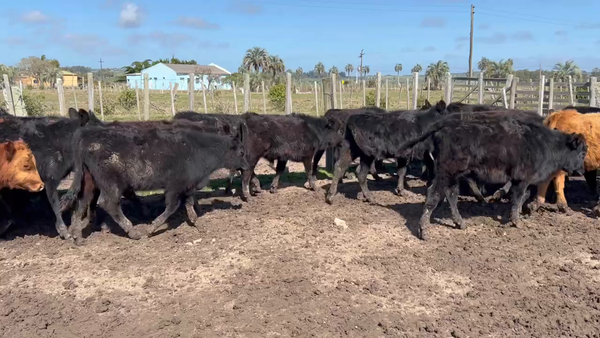 Lote 50 Terneros y Terneras en Paso del Bañado, Rocha