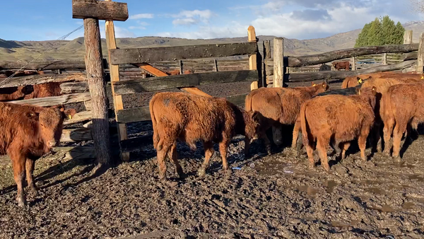 Lote 38 Ternero en Cochrane, XI Región Aysén