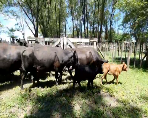 Lote 24 Vacas en Gral. Lamadrid, Buenos Aires