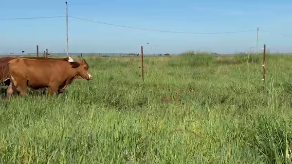 Lote 50 Vaquillonas