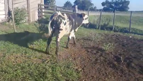 Lote Toros NORMANDO a remate en PANTALLA VIRTUAL - ESCRITORIO CAMY - LA CUENCA 310kg - , San José