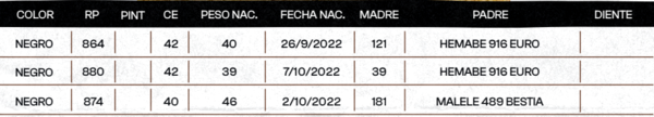 Lote "TRES MOLINOS"  TOROS  P.C.