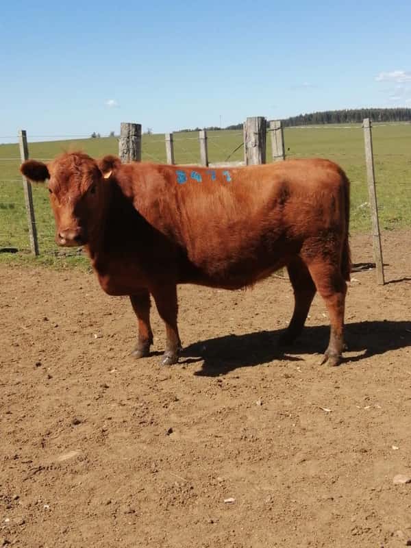 Lote 5 VACAS SA VACIAS