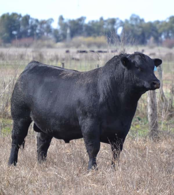 Lote 40 Vaquillonas C/ gtia de PÑ en Tres Arroyos