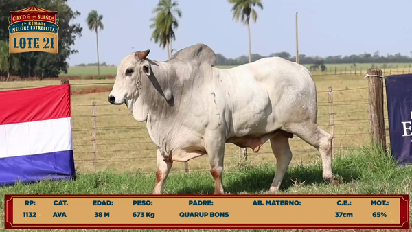 Lote LOTE 21