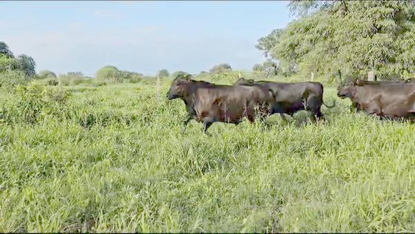 Lote 80 Novillitos en Subteniente Perín, Formosa