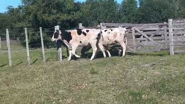 Lote (Vendido)2 Novillos a remate en Pantalla Camy Mayo - Desde La Cuenca 350kg - , San José