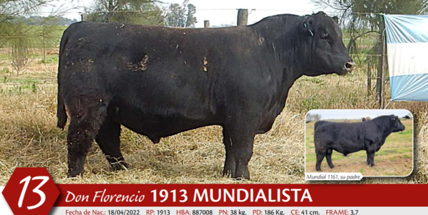 Lote MACHO PP