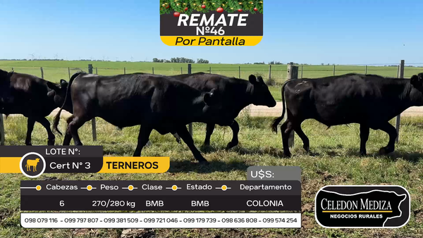 Lote 6 Terneros en Tarariras, Colonia