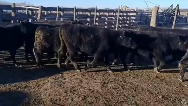 Lote 65 TERNEROS