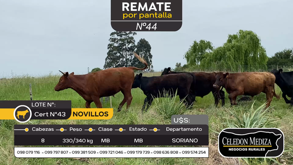 Lote 8 Novillos en Santa Catalina , Soriano