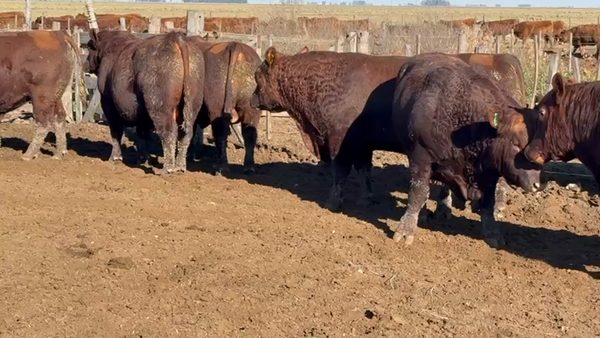 Lote 20 Toros PC