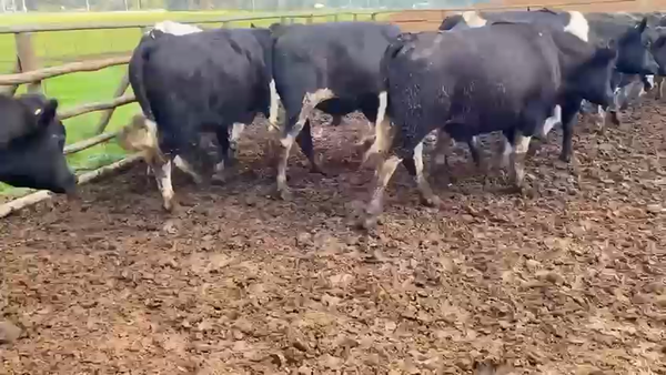 Lote 40 Novillo Gordo en Melipilla, Región Metropolitana