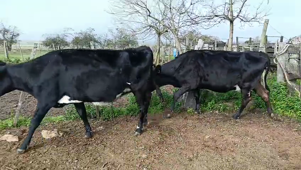 Lote 2 Vaquillonas  a remate en Pantalla Camy 450kg - , San José