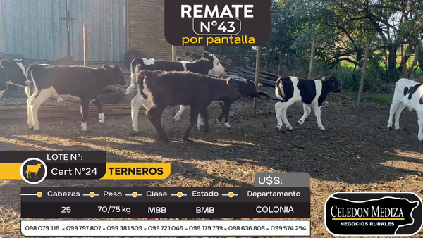 Lote 25 Terneros en Colonia