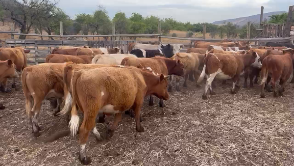 Lote 44 Ternero en Colina, Región Metropolitana