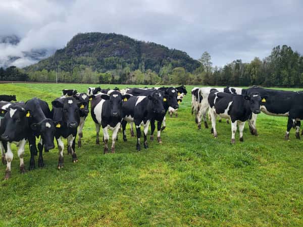 Lote 60 Vaquilla Engorda en Futrono, XIV Región Los Ríos