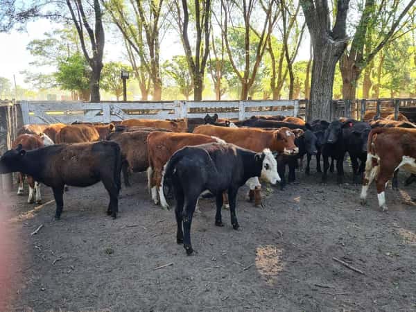 Lote 28 Terneras en Gral. Lamadrid, Buenos Aires