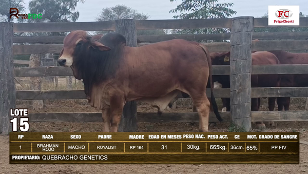 Lote TORO - BRAHMAN ROJO