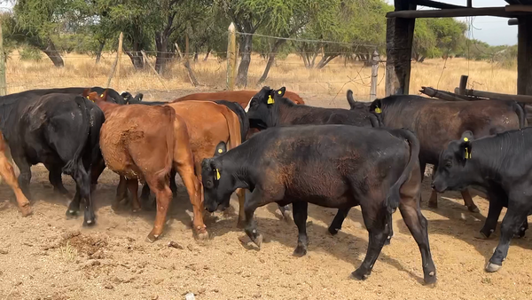 Lote 17 Novillo Engorda en San Pedro, Región Metropolitana