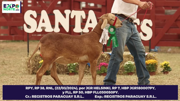 Lote 38