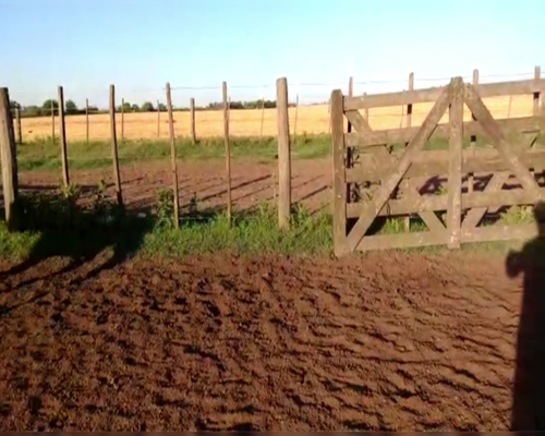 Lote 77 TERN. MACHOS Y HEMBRAS, LINCOLN, BS.AS