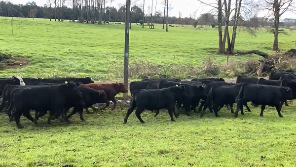 Lote 100 Ternero en Osorno, X Región Los Lagos