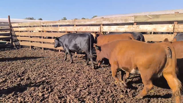 Lote 20 Vaquilla Gorda en Los Ángeles, VIII Región Biobío