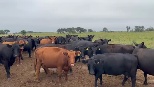 Lote 460 Vacas nuevas C/ gtia de preñez