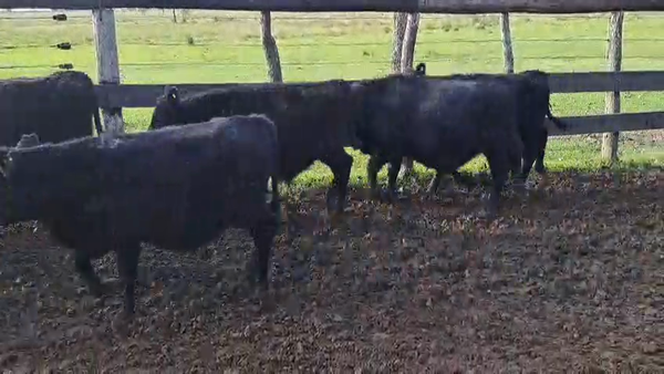 Lote 55 Terneros/as
