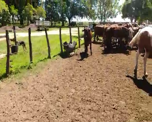 Lote 60 Novillos en Santa Lucía, Corrientes