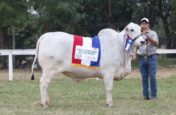 Lote Nelore a Bozal Expo Internacional 2022 RP 538  - Lote 20